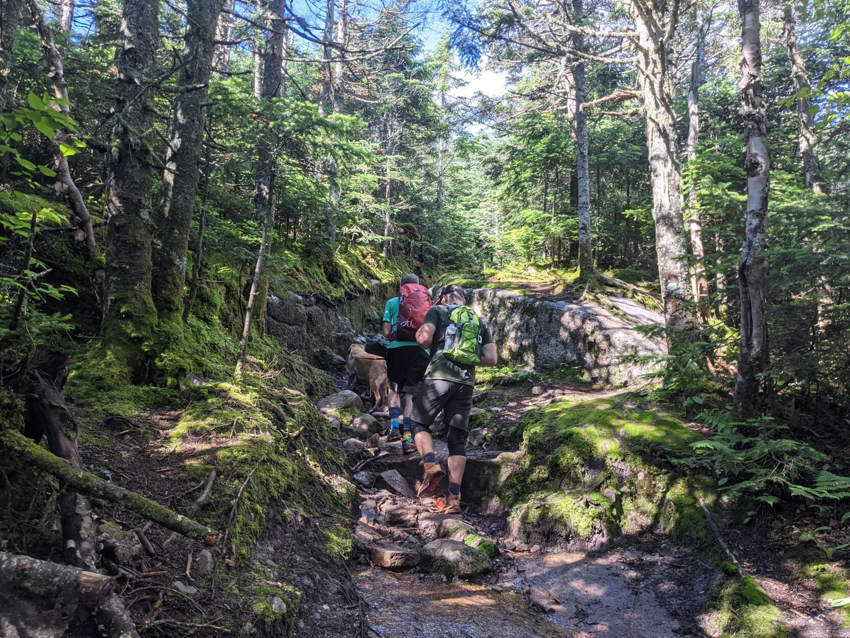 moss.jpg